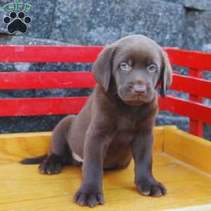 Chocolate lab with blue eyes for sale near me hotsell