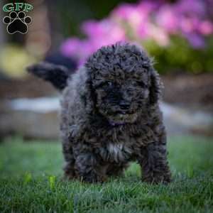 Percy, Cavapoo Puppy