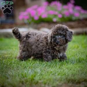 Percy, Cavapoo Puppy