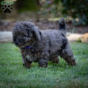 Percy, Cavapoo Puppy