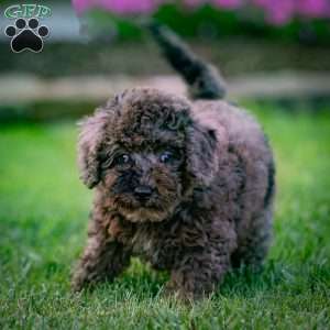 Percy, Cavapoo Puppy