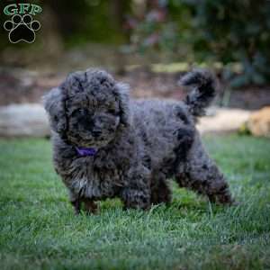 Percy, Cavapoo Puppy