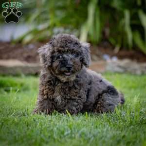 Percy, Cavapoo Puppy