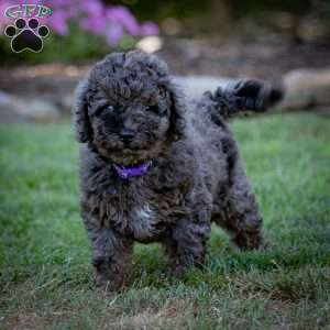 Percy, Cavapoo Puppy