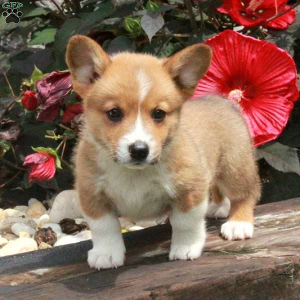 Percy, Pembroke Welsh Corgi Puppy