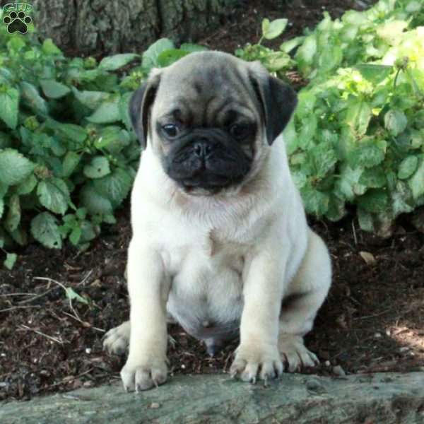 Percy, Pug Puppy