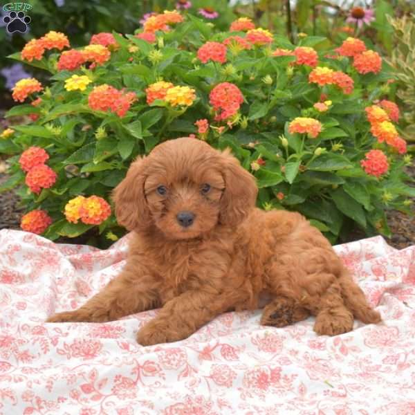 Petals, Cavapoo Puppy