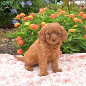 Petals, Cavapoo Puppy