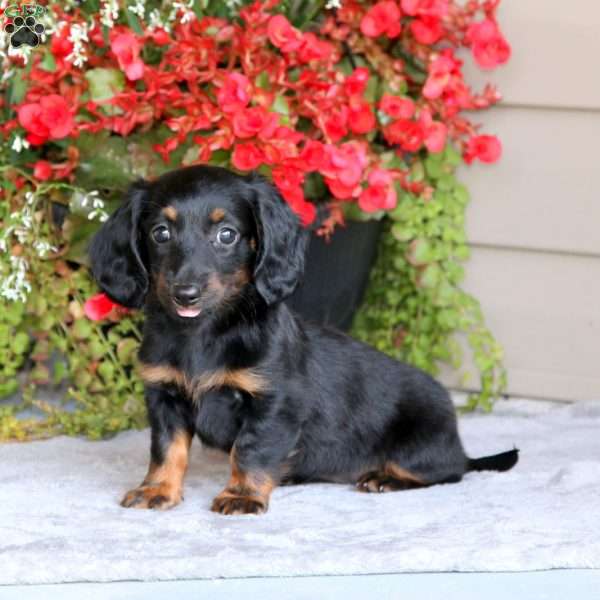 Petals, Dachshund Puppy