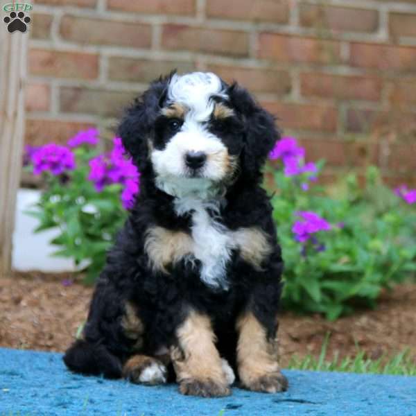 Petals, Mini Bernedoodle Puppy