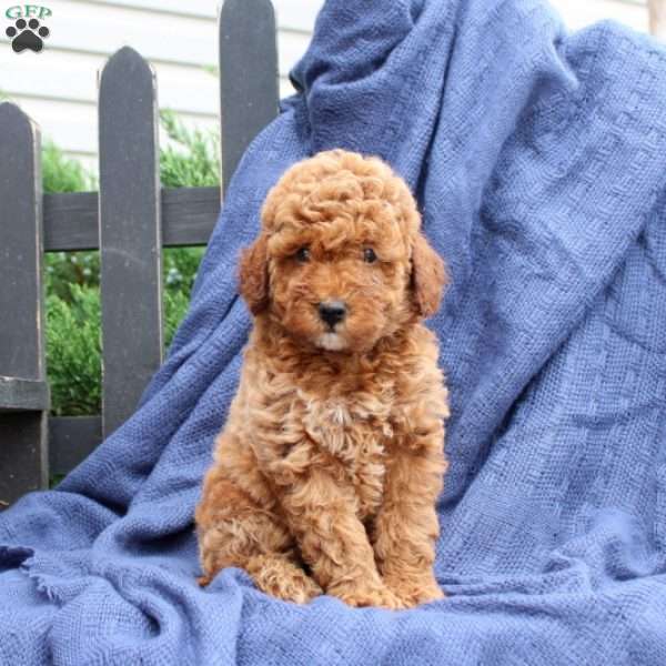 Peter, Cavapoo Puppy