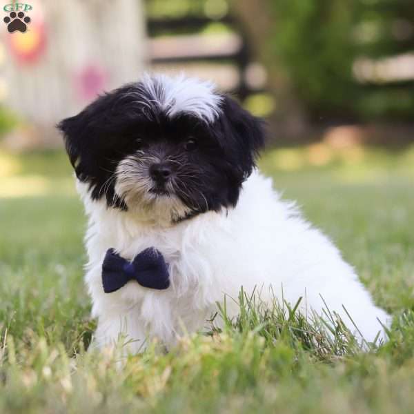 Petey, Mal-Shi Puppy