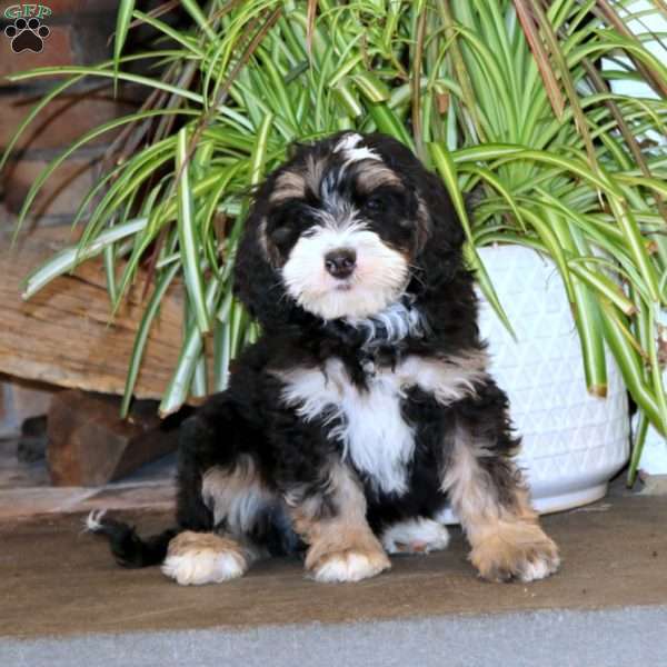 Peyton, Mini Bernedoodle Puppy