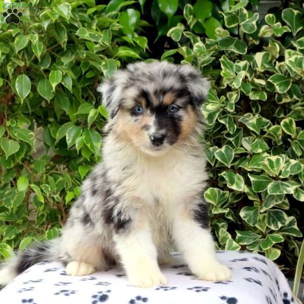 Phantom, Australian Shepherd Puppy