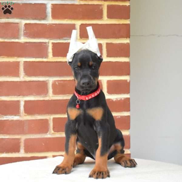 Phantom, Doberman Pinscher Puppy