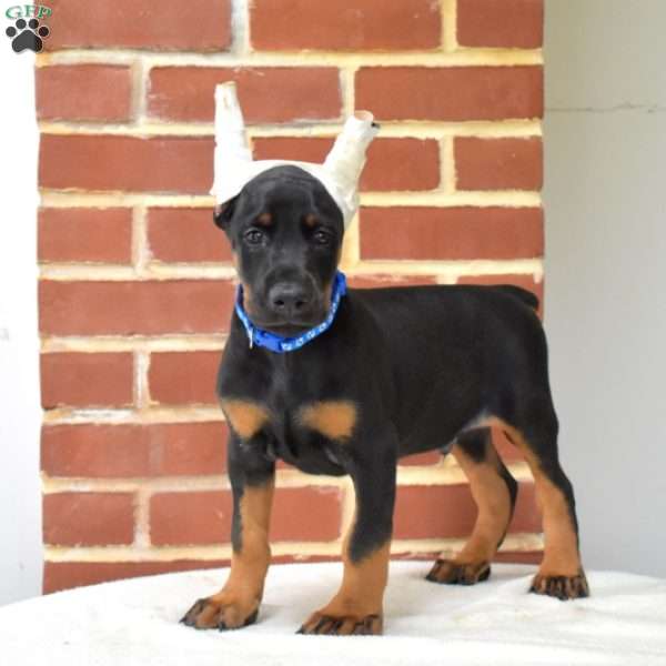 Pheonix, Doberman Pinscher Puppy