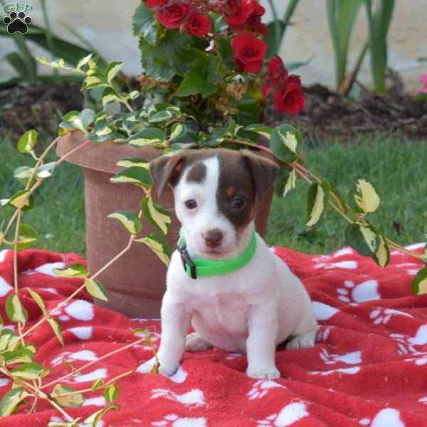 Pickles, Jack Russell Terrier Puppy