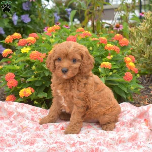 Pickles, Cavapoo Puppy