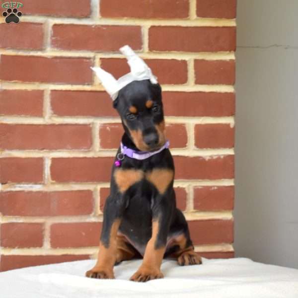 Piper, Doberman Pinscher Puppy