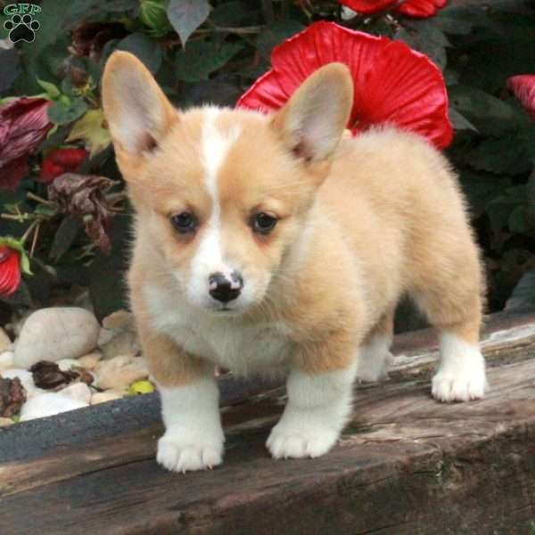 Piper, Pembroke Welsh Corgi Puppy