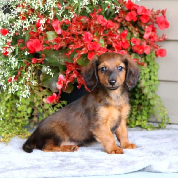 Piper, Dachshund Puppy