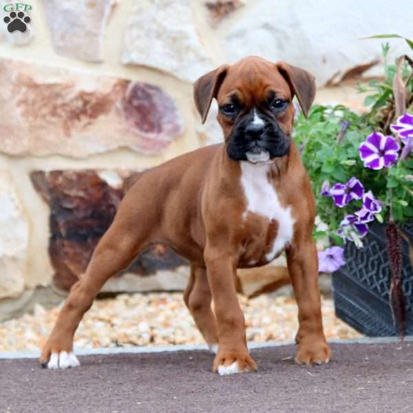 Piper, Boxer Puppy