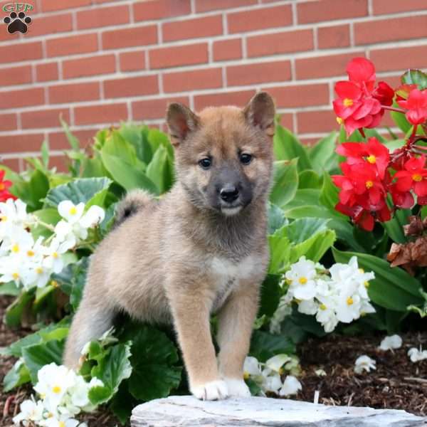 Piper, Shiba Inu Puppy