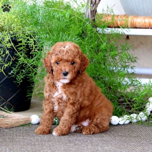 Piper, Miniature Poodle Puppy