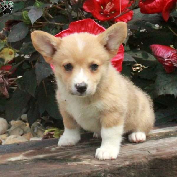 Pippa, Pembroke Welsh Corgi Puppy