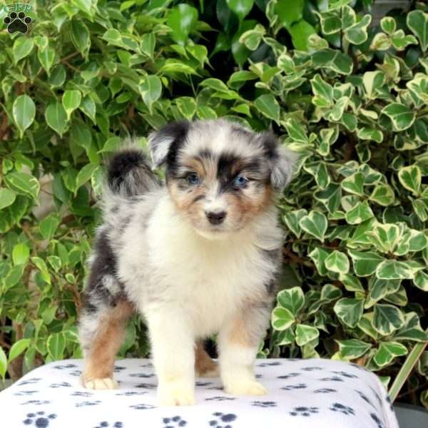 Pippin, Australian Shepherd Puppy