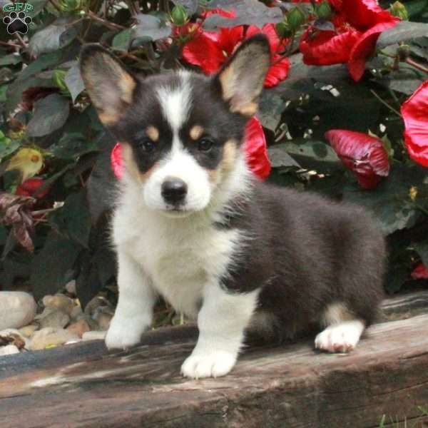 Pippin, Pembroke Welsh Corgi Puppy