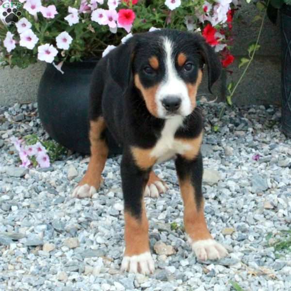 Pippin, Greater Swiss Mountain Dog Puppy