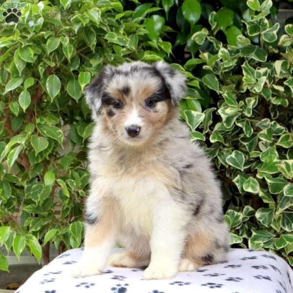 Pixel, Australian Shepherd Puppy