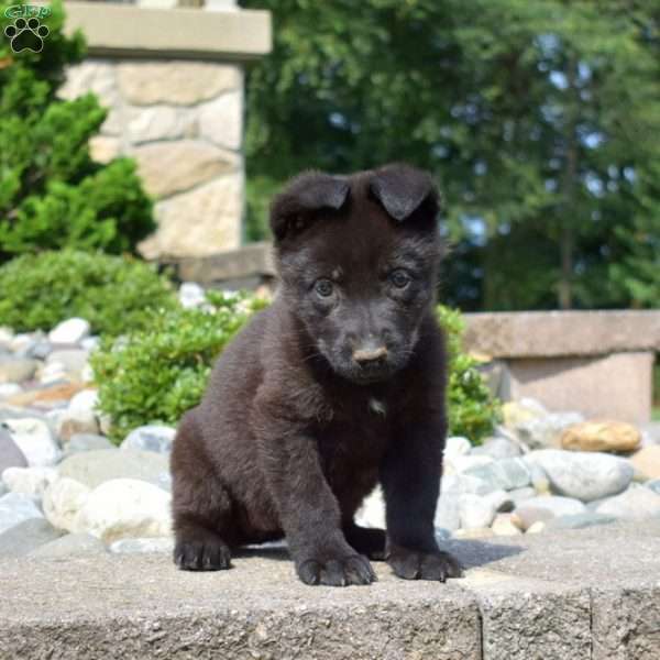 Pixie, German Shepherd Puppy