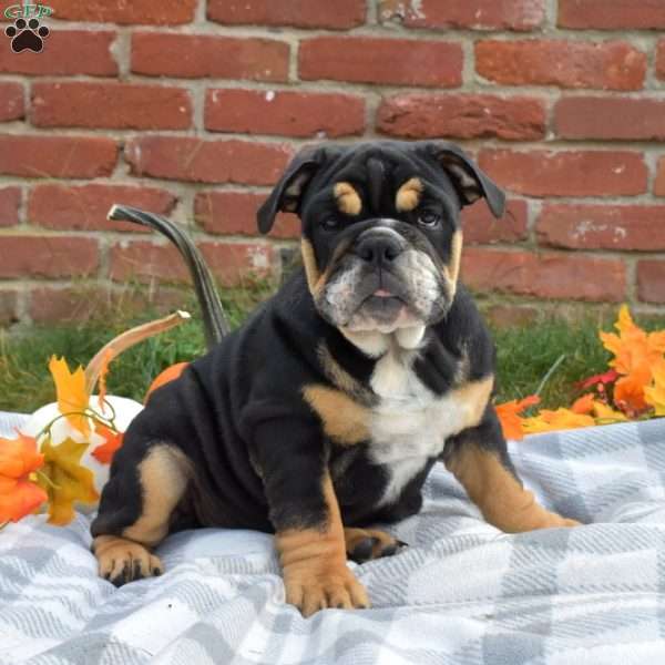 Pixie, English Bulldog Puppy