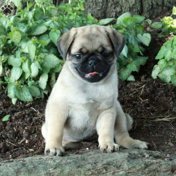 Poesy, Pug Puppy