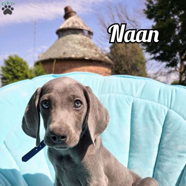 Naan, Weimaraner Puppy