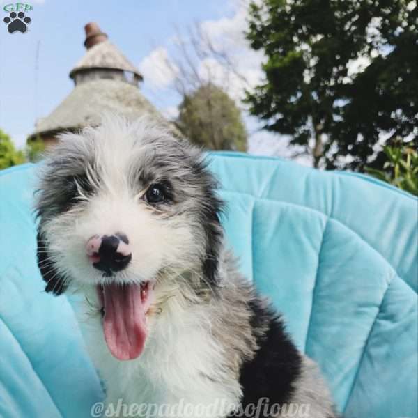 Leo, Sheepadoodle Puppy