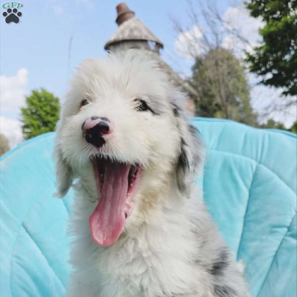 Cancer, Sheepadoodle Puppy