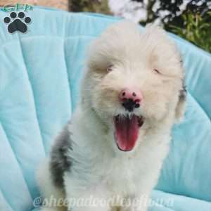 Pisces, Sheepadoodle Puppy