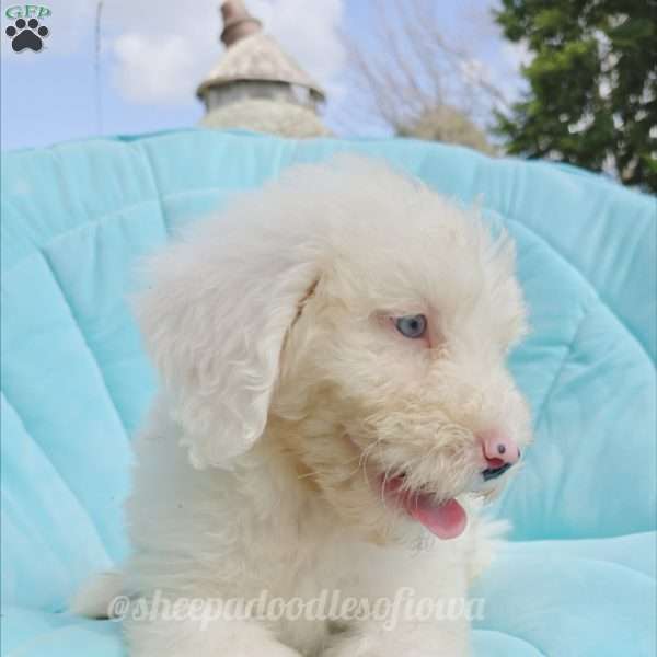 Pisces, Sheepadoodle Puppy