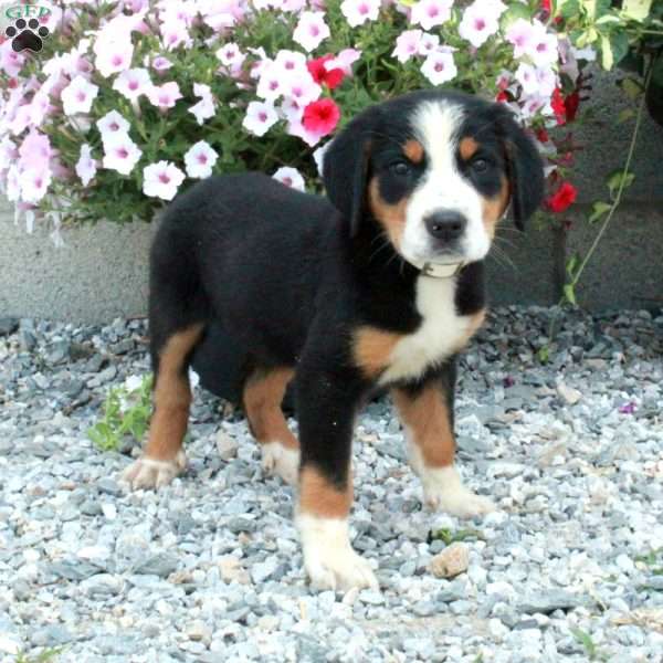 Polly, Greater Swiss Mountain Dog Puppy