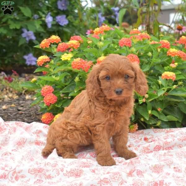 Polly, Cavapoo Puppy