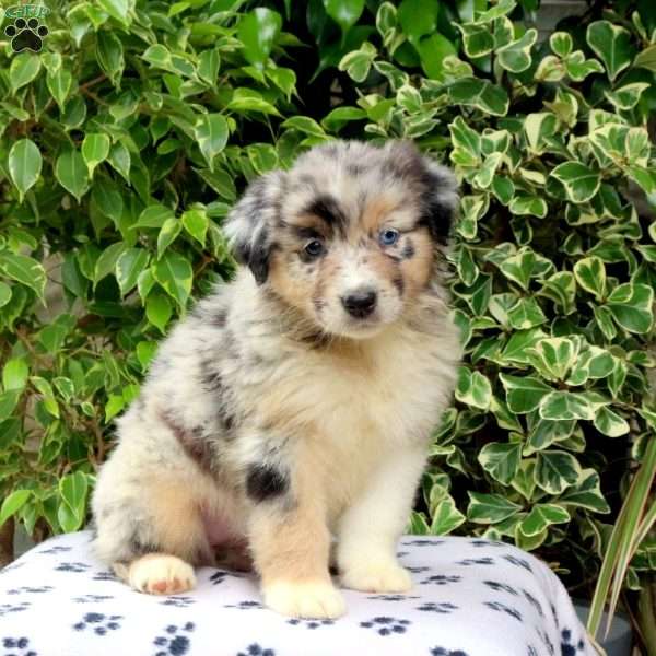 Polly, Australian Shepherd Puppy