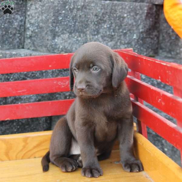 Polly, Chocolate Labrador Retriever Puppy