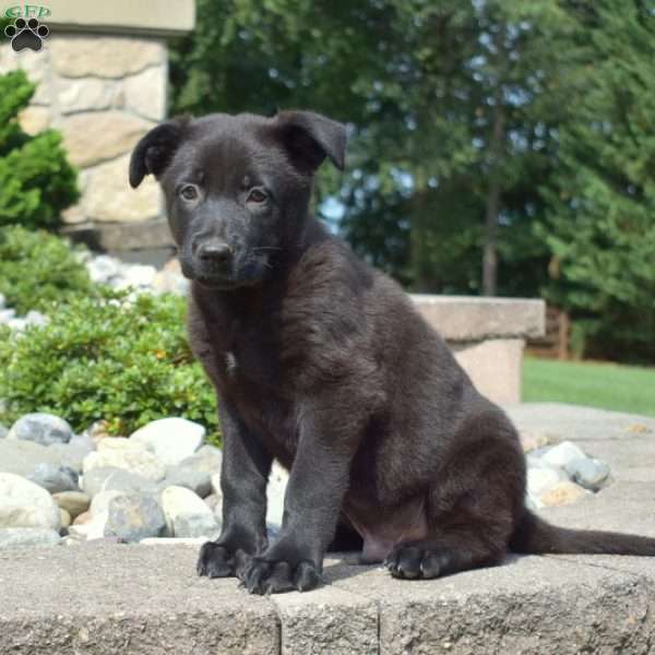 Pongo, German Shepherd Puppy