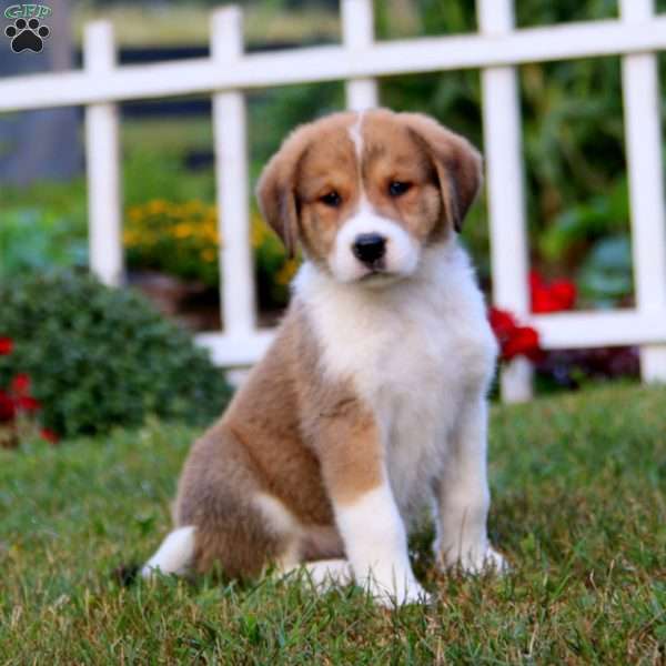 Pooh, Bernese Mountain Dog Mix Puppy