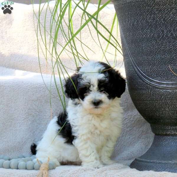 Poppy, Miniature Poodle Puppy