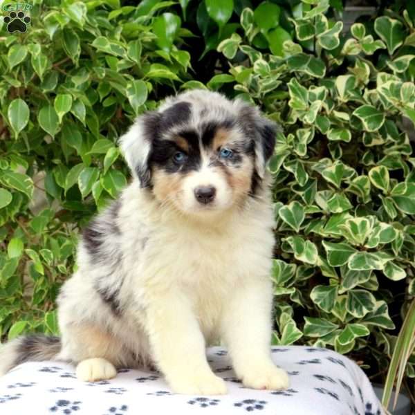 Poppy, Australian Shepherd Puppy