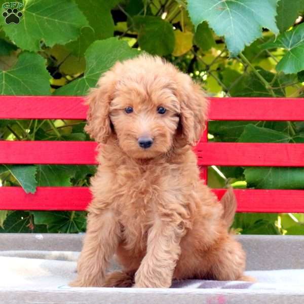 Poppy, Mini Goldendoodle Puppy